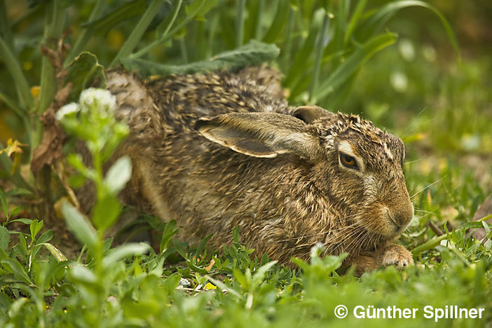 Feldhase, Lepus europaeus