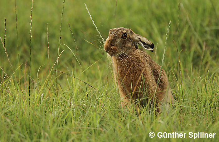 Feldhase, Lepus europaeus