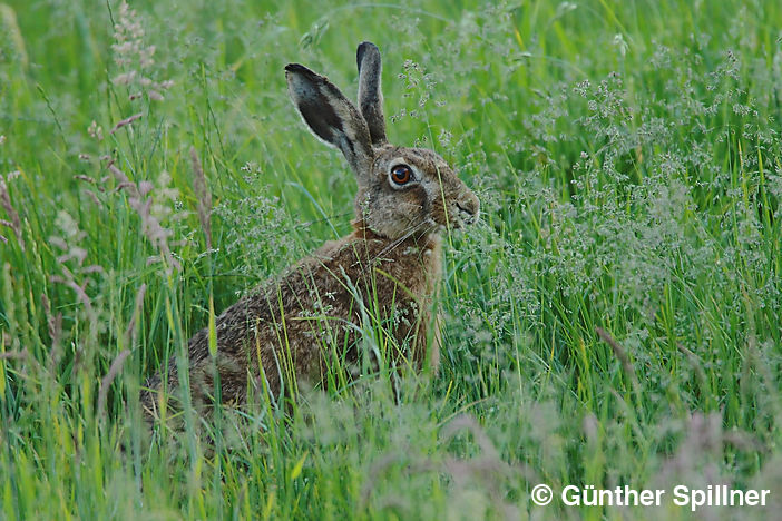 Feldhase, Lepus europaeus