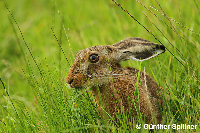 Feldhase, Lepus europaeus