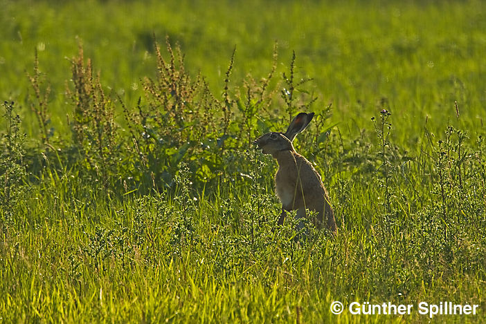 Feldhase, Lepus europaeus