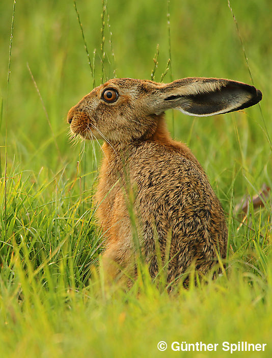 Feldhase, Lepus europaeus