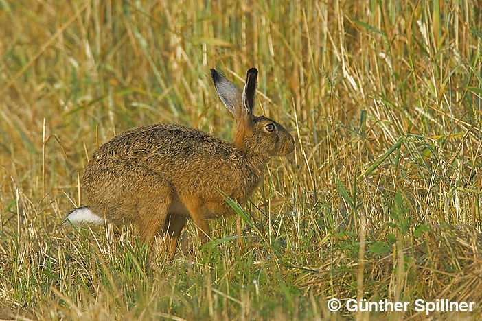 Feldhase, Lepus europaeus