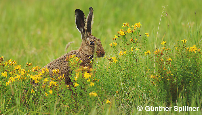 European hare, Lepus europaeus
