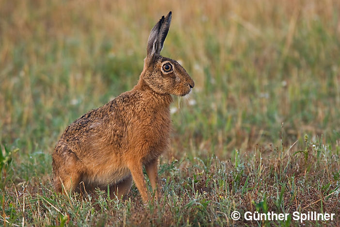 Feldhase, Lepus europaeus
