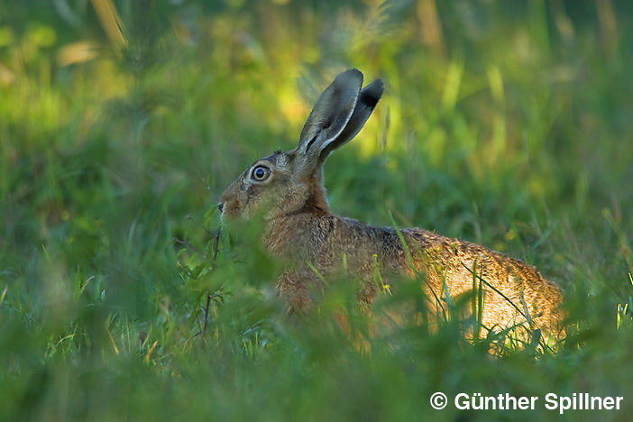 Feldhase, Lepus europaeus