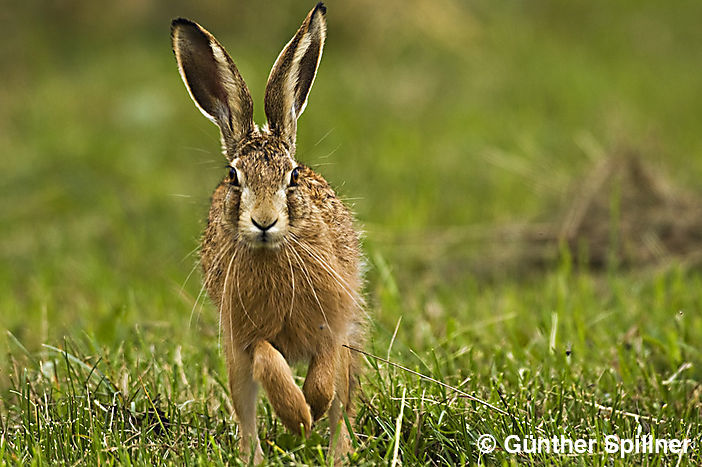 Feldhase, Lepus europaeus