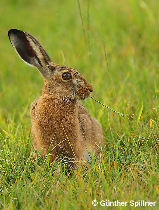 Feldhase, Lepus europaeus