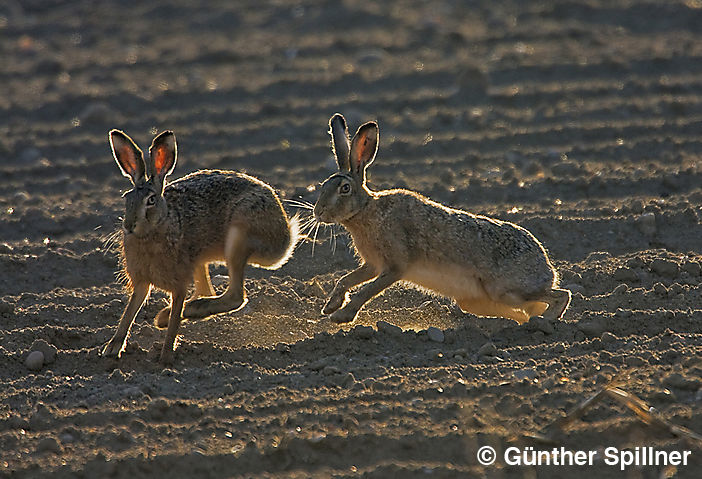 Feldhase, Lepus europaeus