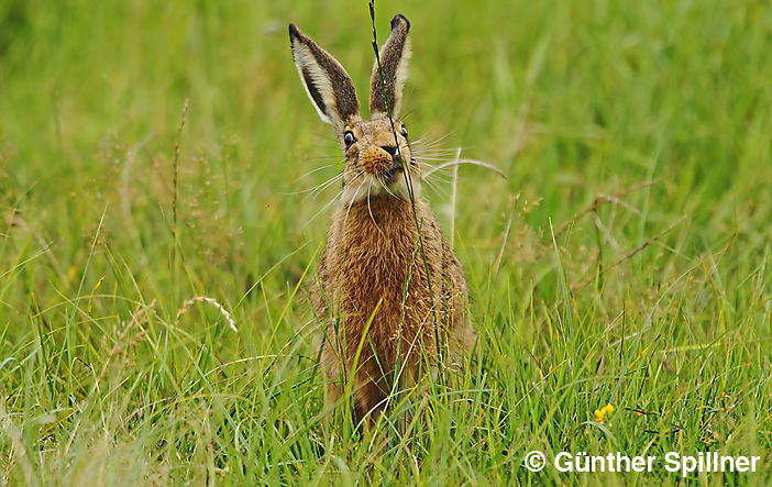 Feldhase, Lepus europaeus