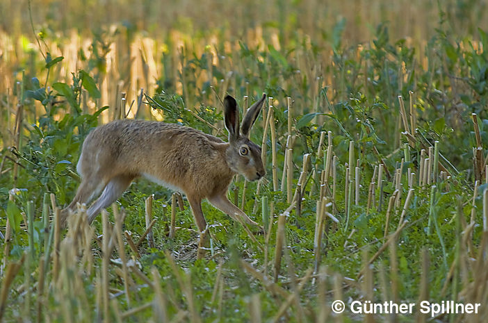 Feldhase, Lepus europaeus