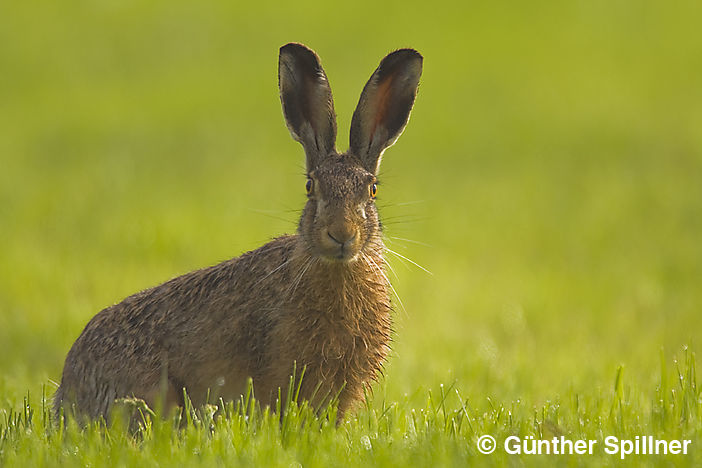 Feldhase, Lepus europaeus