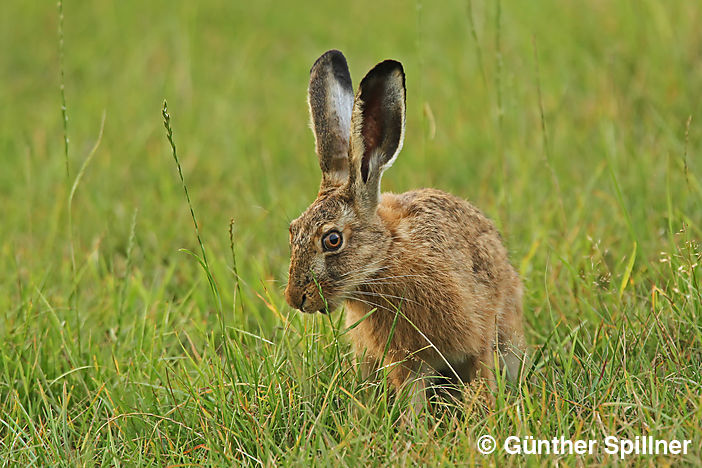 Feldhase, Lepus europaeus