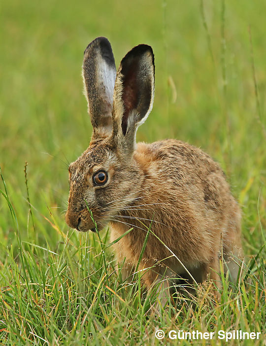 Feldhase, Lepus europaeus