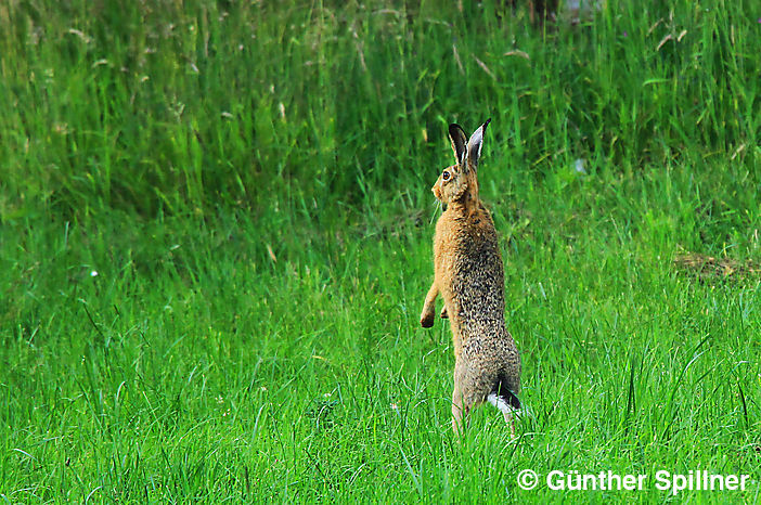 Feldhase, Lepus europaeus