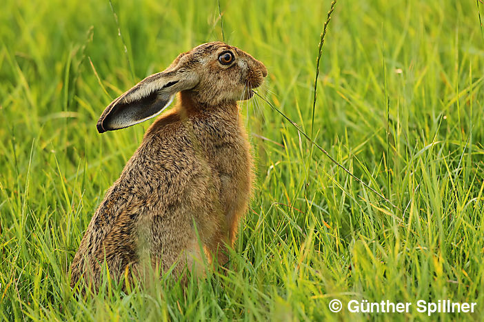 Feldhase, Lepus europaeus
