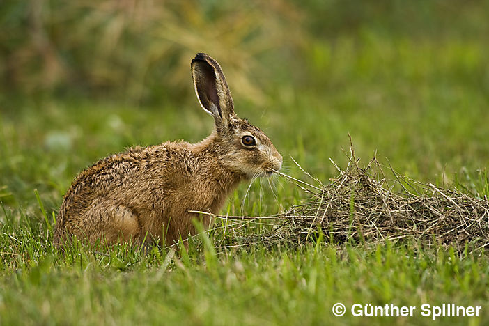 Feldhase, Lepus europaeus