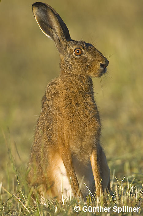 Feldhase, Lepus europaeus