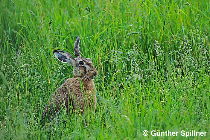 Feldhase, Lepus europaeus