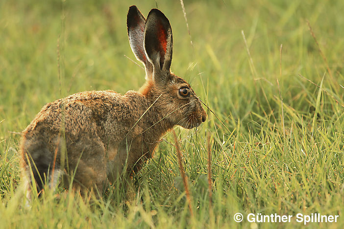 Feldhase, Lepus europaeus