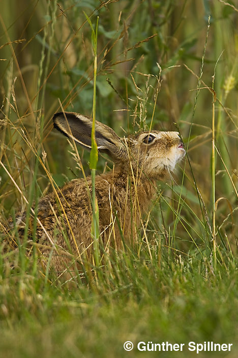 Feldhase, Lepus europaeus