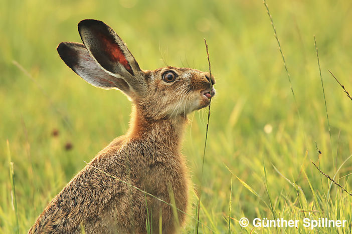 Feldhase, Lepus europaeus