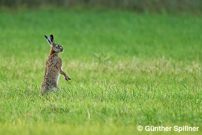 Feldhase, Lepus europaeus