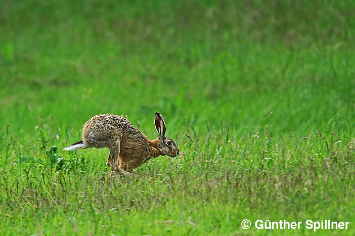 Feldhase, Lepus europaeus