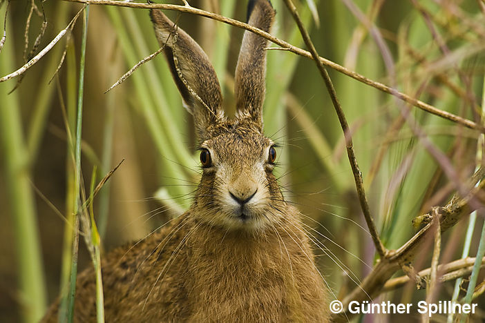 Feldhase, Lepus europaeus