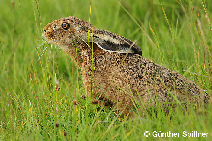 Feldhase, Lepus europaeus