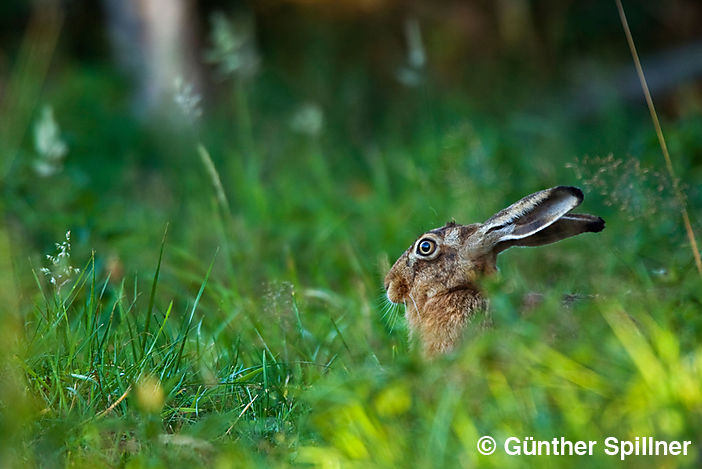 Feldhase, Lepus europaeus