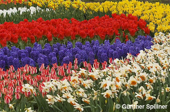 Tulpen, Tulipa
