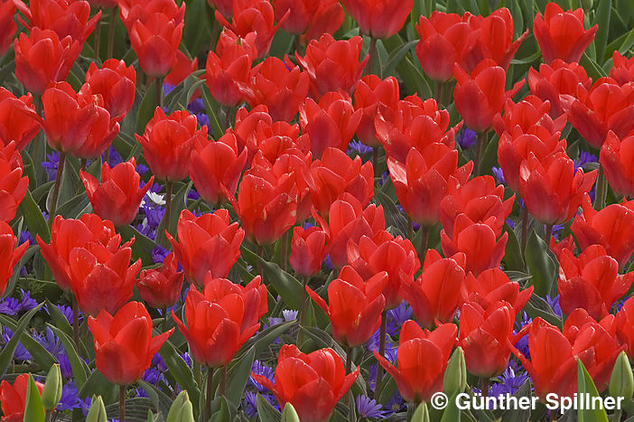 Tulpen, Tulipa