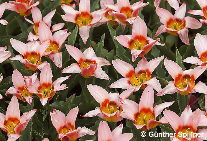 Tulpen, Tulipa