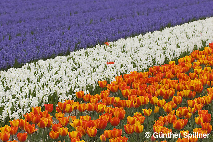 Tulpen, Tulipa