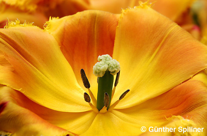 Tulpe, Tulipa