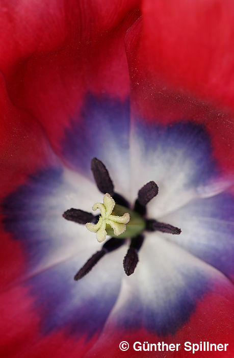 Tulpe, Tulipa