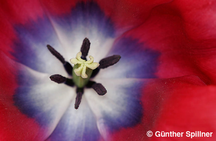 Tulpe, Tulipa