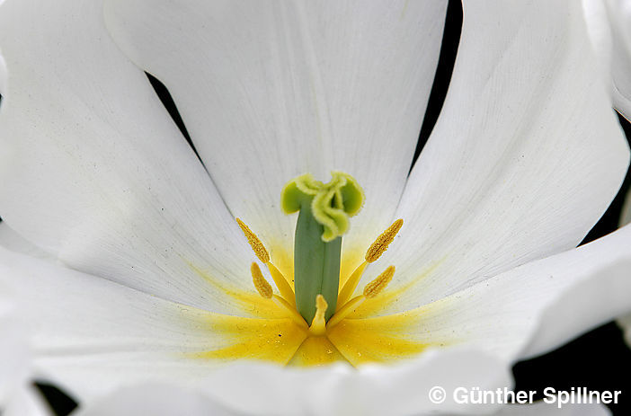 Tulpe, Tulipa