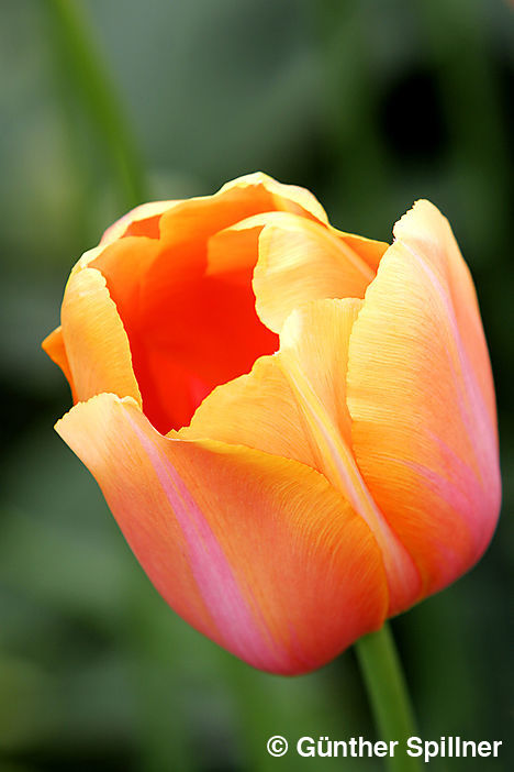 Tulpe, Tulipa