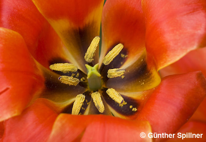 Tulpe, Tulipa