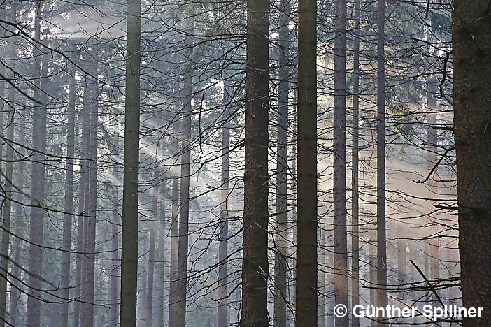 Sachsenwald in Deutschland