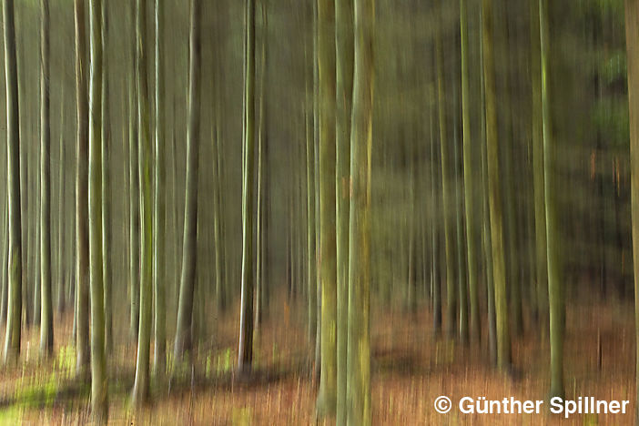 Sachsenwald in Deutschland