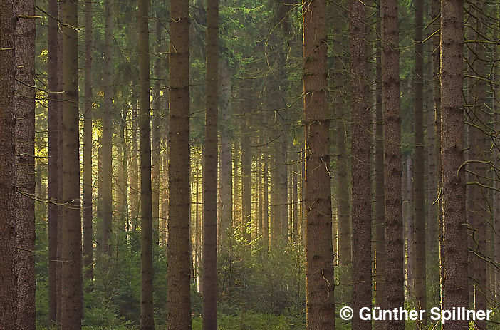 Sachsenwald in Germany