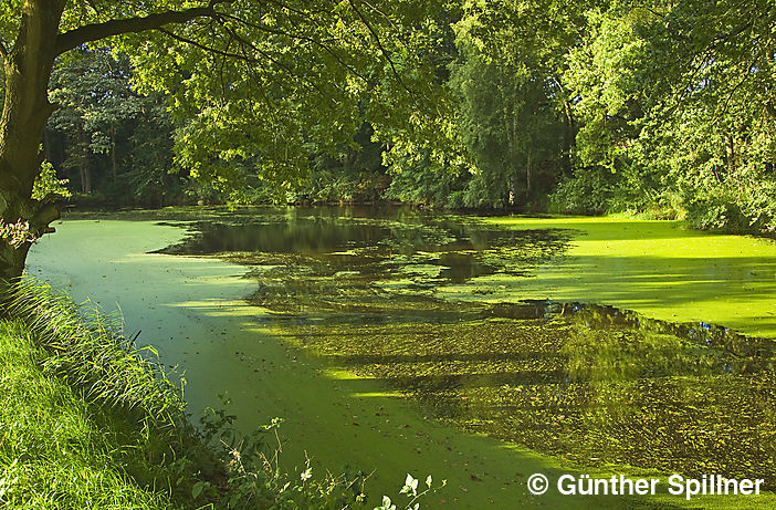 Sachsenwald in Deutschland