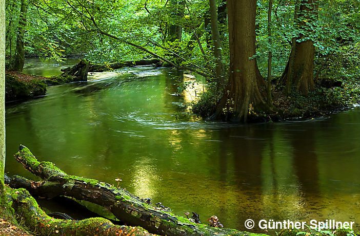 Sachsenwald in Deutschland