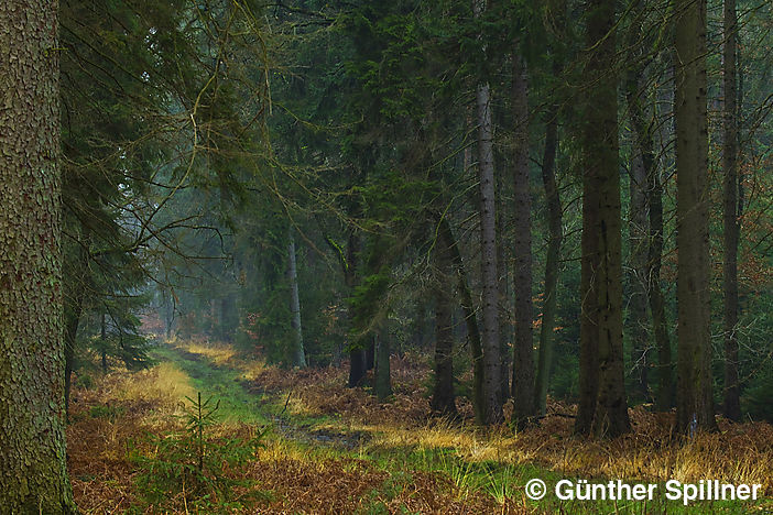 Sachsenwald in Deutschland