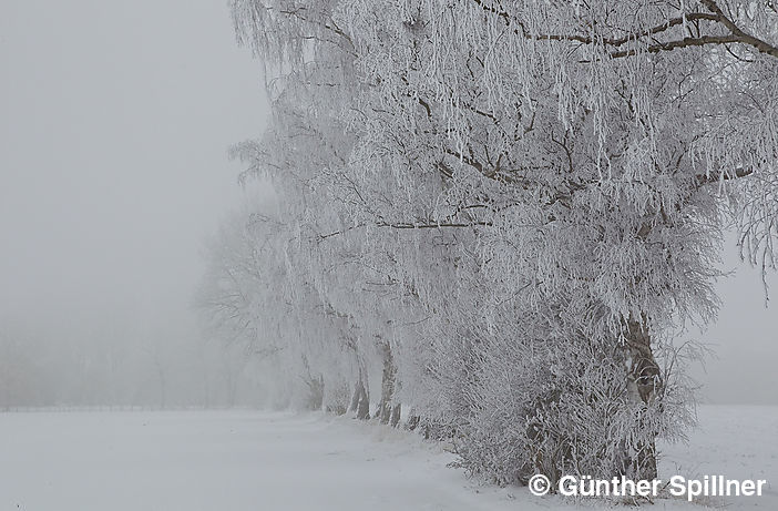 Sachsenwald in Germany