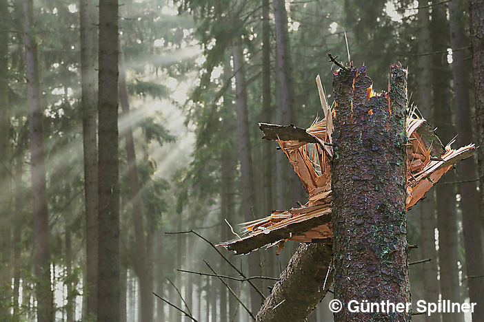 Sachsenwald in Germany