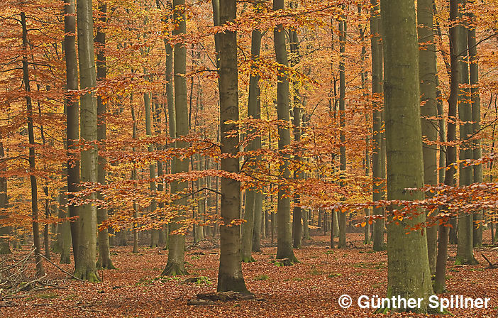 Sachsenwald in Deutschland